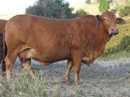 Bryvonlea Princess 2